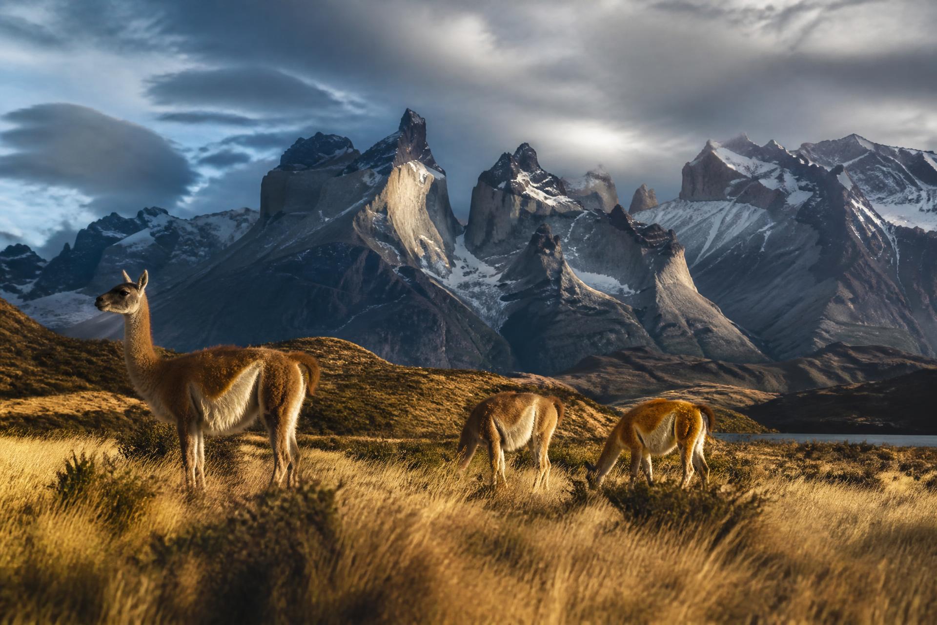 Fauna Patagônica